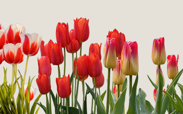Tulpen und Rosen